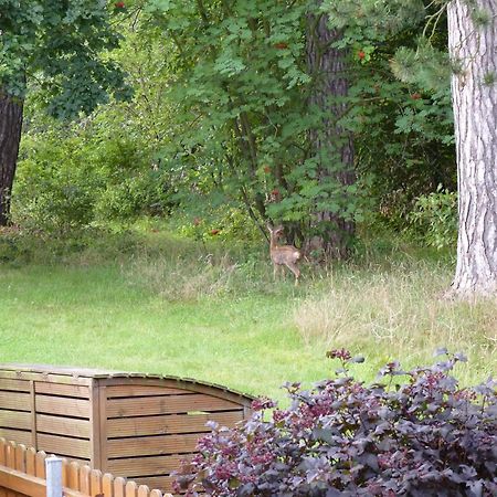 Ferienwohnung Im Wald Mit Kamin Bad Harzburg Exteriér fotografie