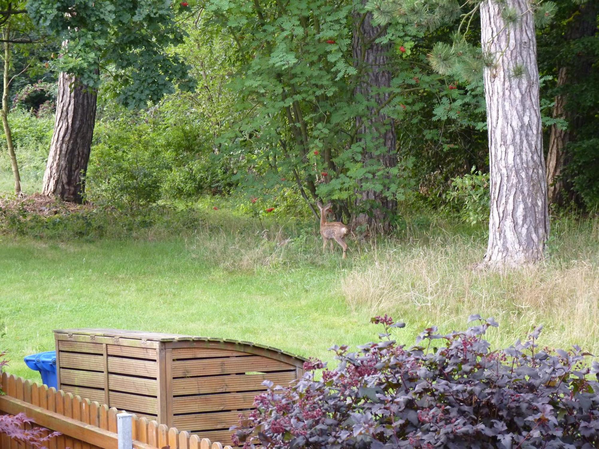 Ferienwohnung Im Wald Mit Kamin Bad Harzburg Exteriér fotografie